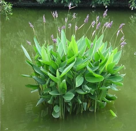 水生植物四大類|水生植物（在水中生长的植物）